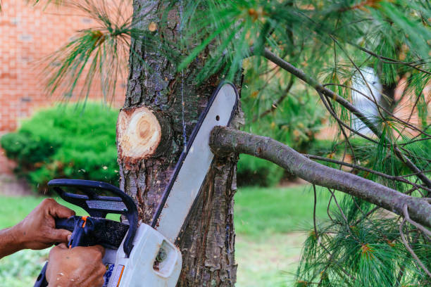 Professional Tree Service in Santee, SC